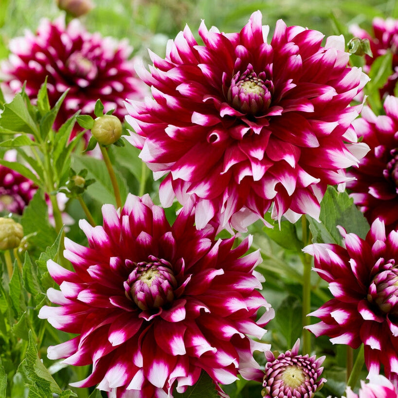 Dahlia Boll Verdi 1-pak NYHET